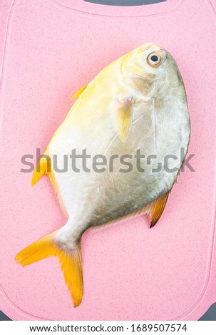 One fresh sea fish jinchang fish on pink plastic cutting board