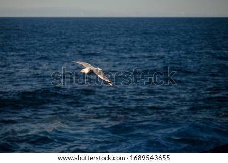 A Seagull captured mid flight off the coast of Bondi beach. The ocean is captured in the background with the horizon in the top third of the picture.