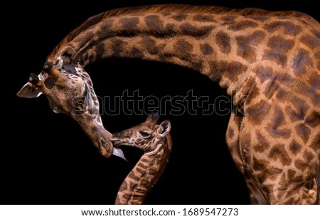 Big Mom Giraffe Kiss Her Baby Giraffe