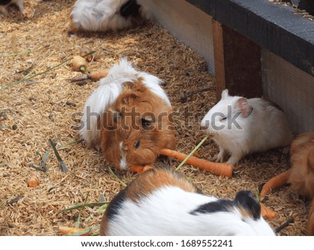 A group of guinea pigs is eating