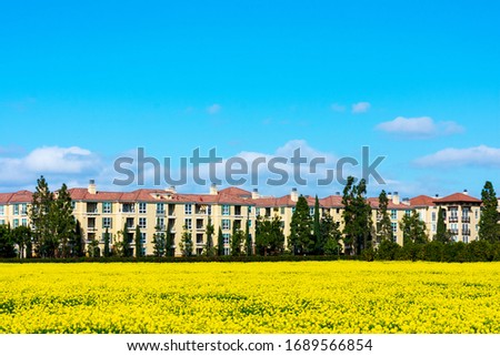 Beautiful blooming yellow mustard field in a residential neighborhood of Silicon Valley. Typical medium rise multifamily residential apartment buildings under blue sky with light clouds.