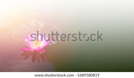Beautiful pink lotus flower In the natural lake and Morning light