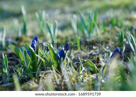 buds of small spring flowers crocuses with green leaves for background and screen saver