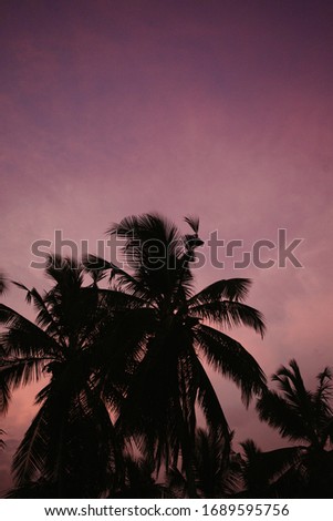 
silhouettes of palm trees against the sunset sky, screensaver for a phone or computer with coconut palm trees at dawn