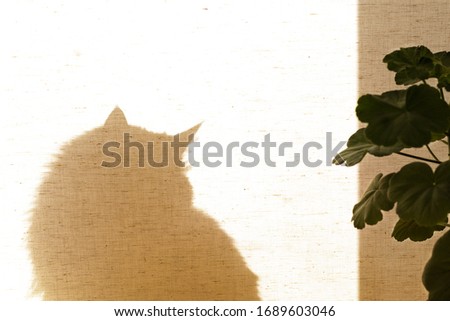A cat sits behind a curtain. The shadow of the animal on the curtain. In the foreground is a geranium flower. Quarantine workplace at home