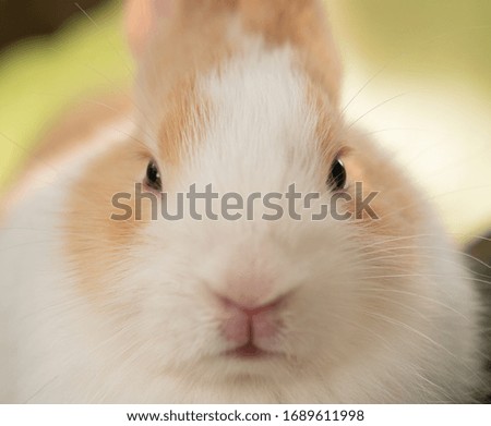 close up of little rabbit face in a morning day time.