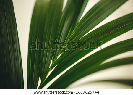 beautiful green tropical leaves near