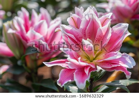 Lily flower and green leaf background in garden at sunny summer or spring day for beauty decoration and agriculture design. Lily Lilium hybrids.