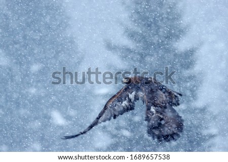 Golden eagle, snow flake fly, Norway.  Snowy winter with eagle. Bird of prey Golden Eagle starts from the snowy meadow. Wildlife scene from Norwegian nature. Big bird with open wings.