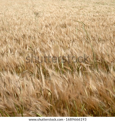 Cereal fields before harvesting. Wheat field.