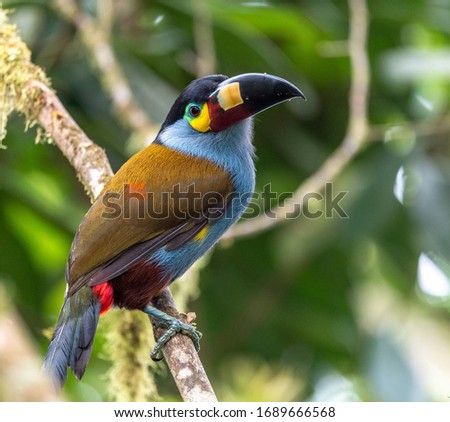 Plate-billed Mountain Toucan in South America