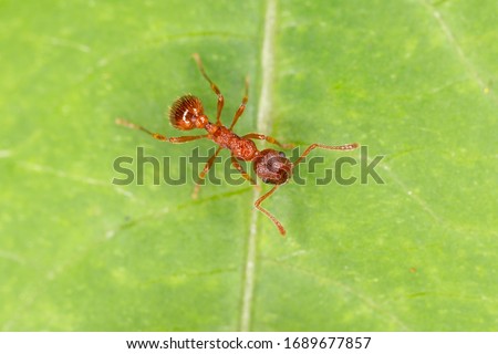 Myrmica rubra, also known as the European fire ant or common red ant, is a species of ant of the genus Myrmica.   European fire ant (Myrmica rubra) close up. 