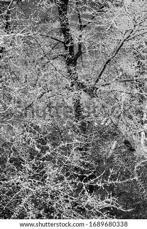 snowy trees. snow on the trees. snow on tree branches. snow in spring. Black and white photo