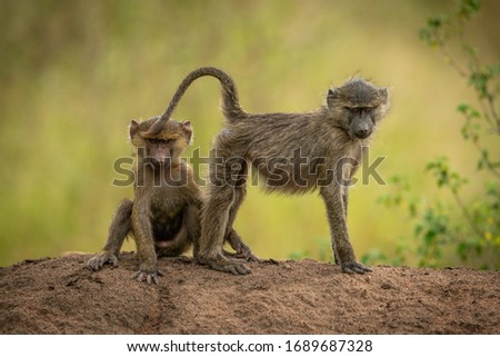 Olive baboons sit and stand on bank