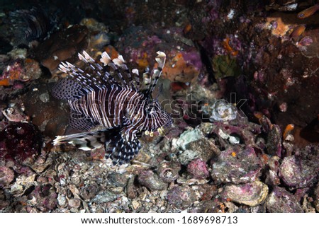 lion fish. Exotic tropical fish. Wonderful and beautiful underwater world with corals and tropical fish. Photo of a tropical Fish on a coral reef