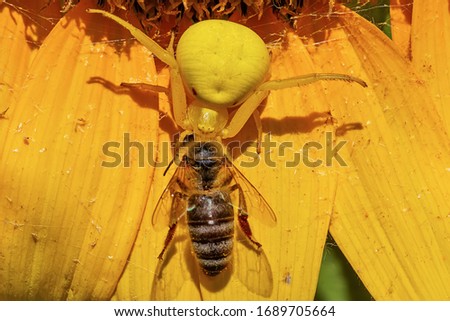 Yellow crab spider caught the bee on the sunflower. The spider hunts the bee