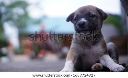 lovely little puppy looking away from a camera