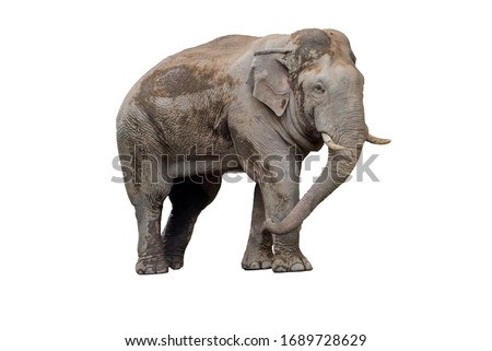 Asian elephant on a white background