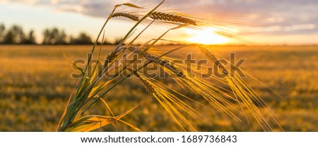 Bunch of wheat spikelet against the background of the sunset over a wheat field. Seasonal harvest in agriculture. Twilight landscape. Panoramic banner. Royalty-Free Stock Photo #1689736843