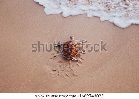 Small turtle running on the beach to the sea. Protect the nature and enviroment concept. Turtle release