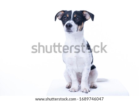 Brown, black and white Jack Russell Terrier posing in a studio, the dog looks straight into the camera, isolated on a white background, a lot of copy space.