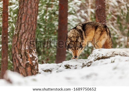gray wolf (Canis lupus) in the snowy forest