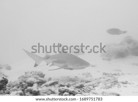shark in its natural environment