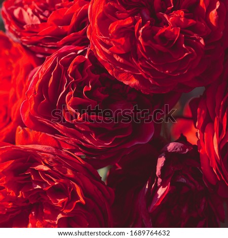 Background of red roses close-up