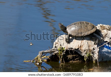 European pond turtle, Emys orbicularis. Reptile basking in the sun