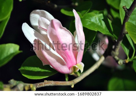 Soft pink magnolia soulangeana (saucer magnolia) flower, close up detail side view, soft dark green blurry leaves background