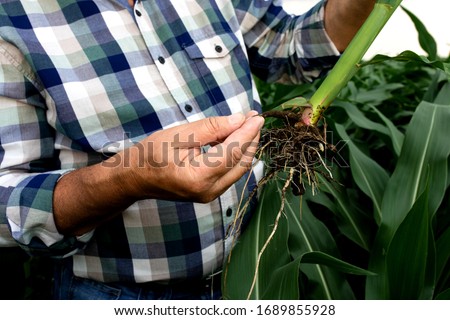 Close up of senior farmer hands examining  crop corn root. Royalty-Free Stock Photo #1689855928