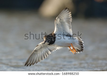 Ruddy turnstone flying at the beach Royalty-Free Stock Photo #168988250