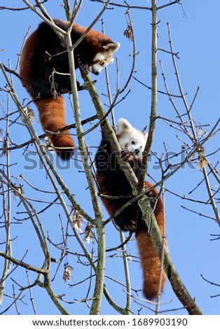 Munich, GER, 28. Oct. 2005 - Red Panda (lat. Ailurus fulgens), picture was taken in zoo Hellabrunn in Munich.