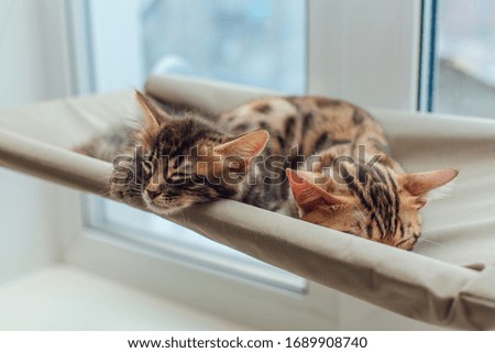 Two cute bengal kittens gold and chorocoal color laying on the cat's window bed and relaxing. Sunny seat for cat on the window.