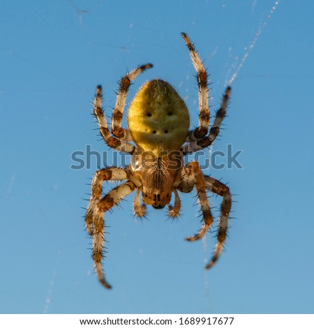 Spider female sits in its cobwebs against a blue sky