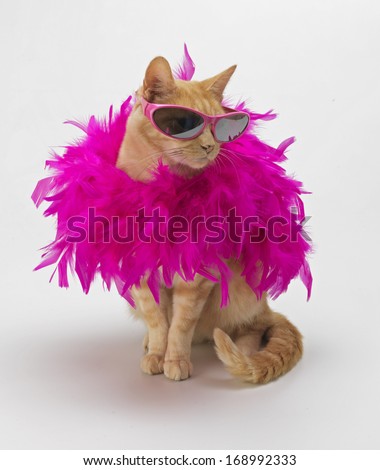 Ginger Cat with Feather Boa Royalty-Free Stock Photo #168992333