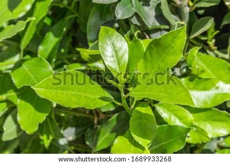 Fresh leaves of laurel plant. Macro shot.