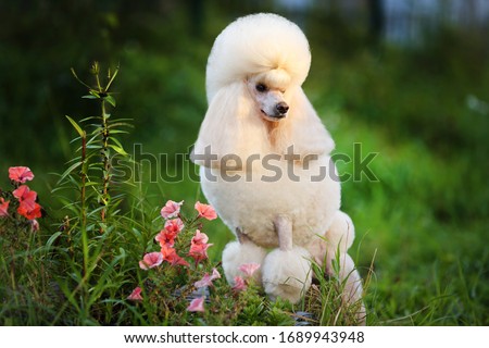 Apricot poodle portrait with flowers. Outdoor Royalty-Free Stock Photo #1689943948