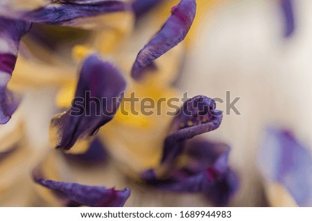 Dried purple tulip flower on rustic background. Withered purple flower background with copy space
