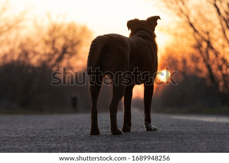 dog stands on the road and looks at the sunset