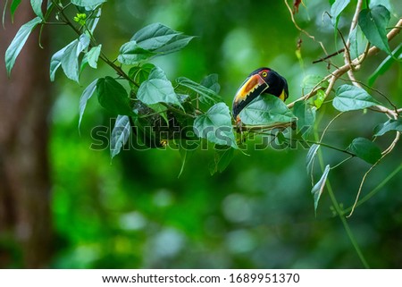 fiery-billed aracari in rainforest of Costa Rica
