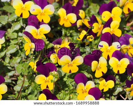 Colorful decoration of blooming flowers of heartsease or Viola or Pansy flowers ; Viola × wittrockiana with blurry background