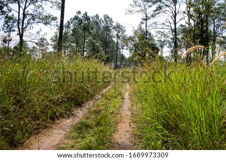 Roads and pine trees in Thung Salaeng Luang forest