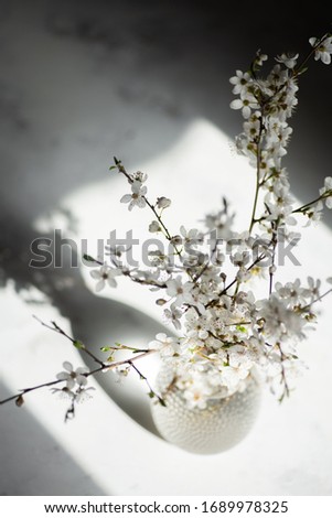 Tine vase with cherry blossom branch casting shadows on a white surface. Spring vibes concept Royalty-Free Stock Photo #1689978325