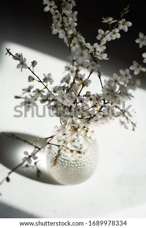 Tine vase with cherry blossom branch casting shadows on a white surface. Spring vibes concept Royalty-Free Stock Photo #1689978334