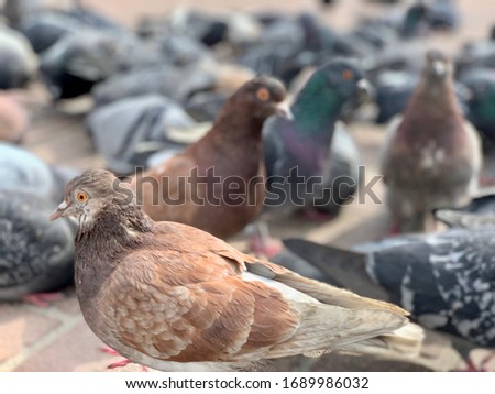 Closeup photo of pigeons on a city streets with blurred background on a sunny day