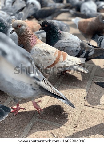 Closeup photo of pigeons on a city streets with blurred background on a sunny day