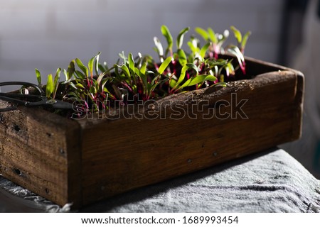Beetroot micro greens planted in a wooden box, close-up view. Home gardening and healthy food concept Royalty-Free Stock Photo #1689993454