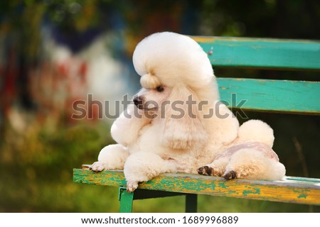 Little apricot poodle lies on a bench outdoors Royalty-Free Stock Photo #1689996889