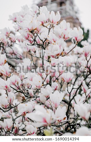 Springtime, magnolia blossoms in park